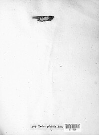 Antinoa pulchella image